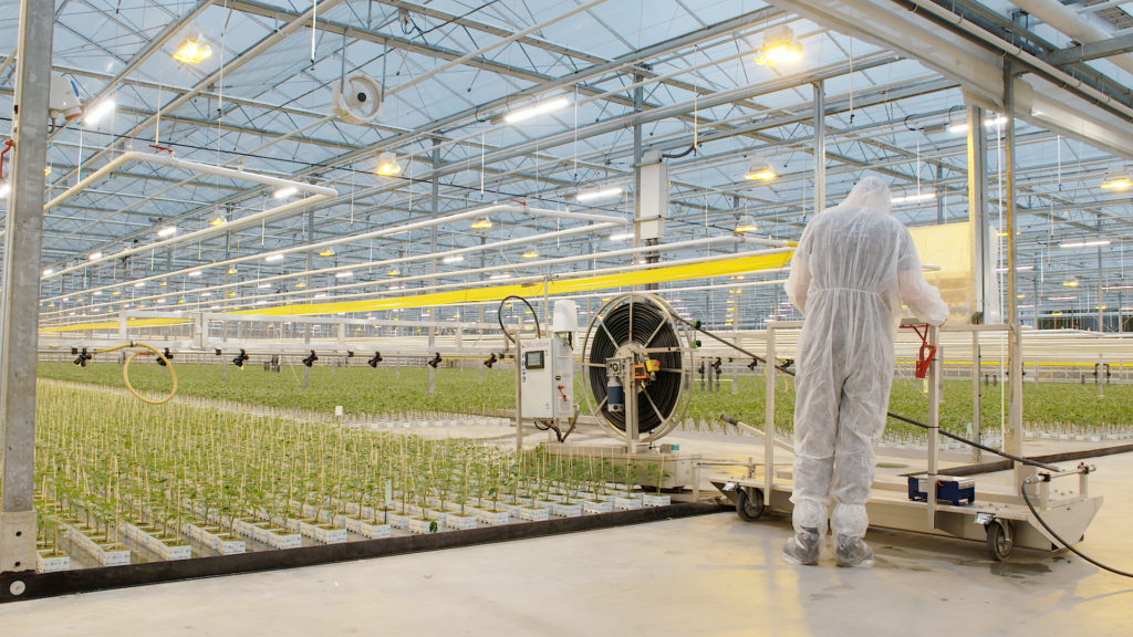 Micothon Flamingo Spraying machine in Tomato  plants